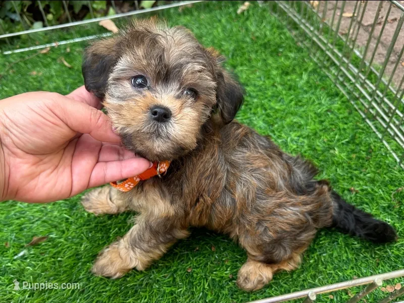BearFace 🐻  Puppy 🤎 – Maltipoo, Shorkie puppy for sale in San Diego, CA