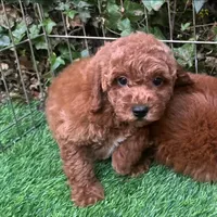 Red Mini Poodle 🐩, a female Poodle - Toy  and Poodle - Miniature  for sale in San Diego, CA – 1 of 2