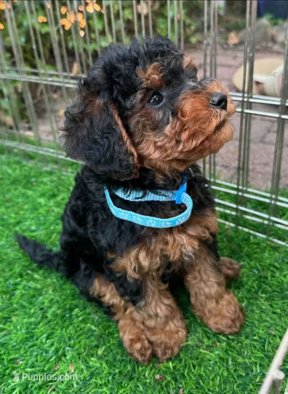 Hypoallergenic Maltipoo – Maltipoo, Shorkie puppy for sale in San Diego, CA
