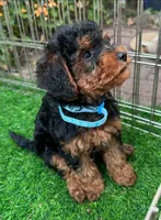 Hypoallergenic Maltipoo, a male Maltipoo and Shorkie for sale in San Diego, CA – 1 of 2