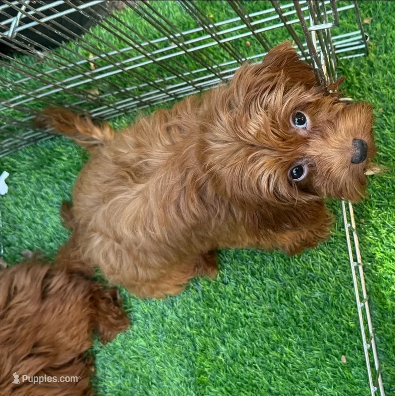 Red Female Micro Doodle – Poodle - Toy , Miniature Goldendoodle puppy for sale in San Diego, CA