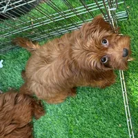 Red Female Micro Doodle, a male Poodle - Toy  and Miniature Goldendoodle for sale in San Diego, CA – 1 of 1