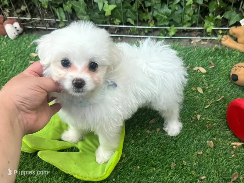 Tiny White Maltipoo  – Maltipoo, Maltese puppy for sale in San Diego, CA