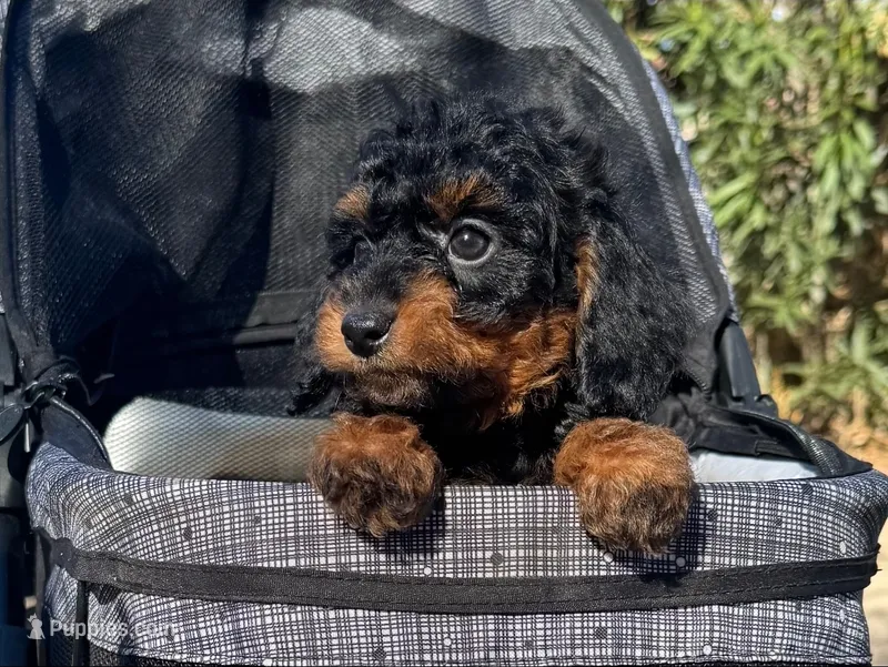 MICRO Mini Bernedoodle ♥️  – Poodle - Toy , Miniature Bernedoodle puppy for sale in San Diego, CA