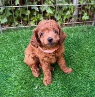 Red TCUP Poodle , a male Poodle - Toy  for sale in San Diego, CA – 2 of 2