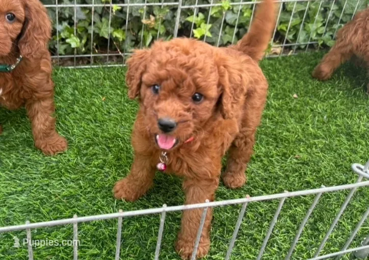 F1b Mini Goldendoodle – Poodle - Toy , Miniature Goldendoodle puppy for sale in San Diego, CA