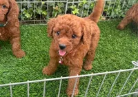 F1b Mini Goldendoodle, a female Poodle - Toy  and Miniature Goldendoodle for sale in San Diego, CA – 1 of 2