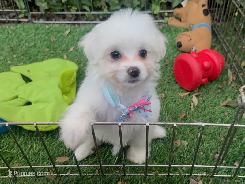 😍  Pefect Female Maltipoo 😍 – Maltipoo, Maltese puppy for sale in San Diego, CA