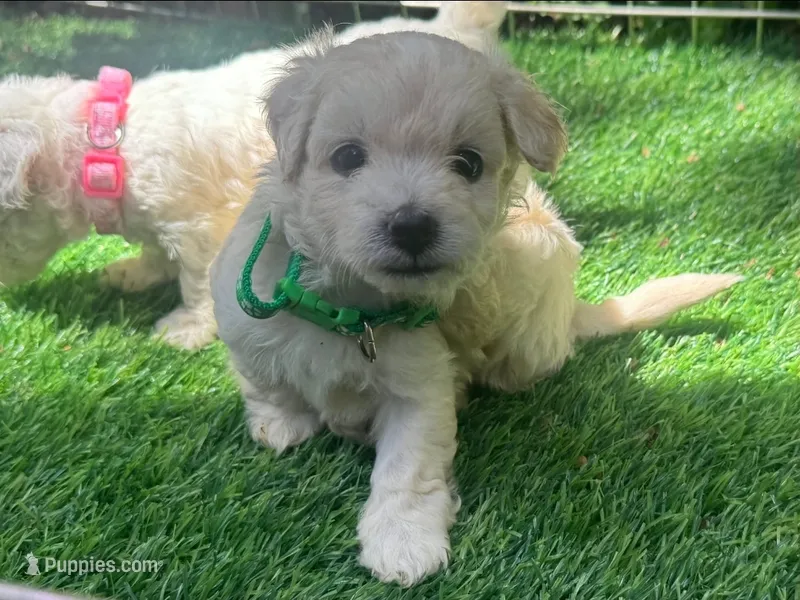 T-Cup Maltipoo  🐶 🐕 – Maltipoo, Maltese puppy for sale in San Diego, CA