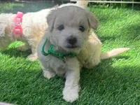 T-Cup Maltipoo  🐶 🐕, a male Maltipoo and Maltese for sale in San Diego, CA – 1 of 2