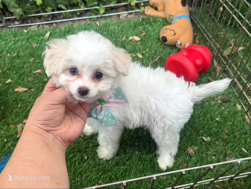 Female Maltpoo 🐶 🐕  – Maltipoo, Maltese puppy for sale in San Diego, CA