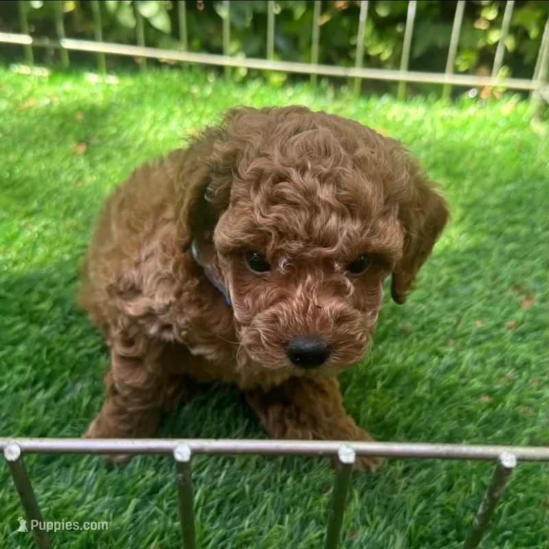 SMALL Toy Poodle 🐩 💖  – Poodle - Toy , Poodle - Miniature  puppy for sale in San Diego, CA