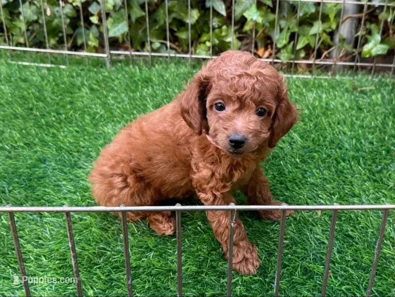 TINY TEACUP/TOY POODLE – Poodle - Toy  puppy for sale in San Diego, CA