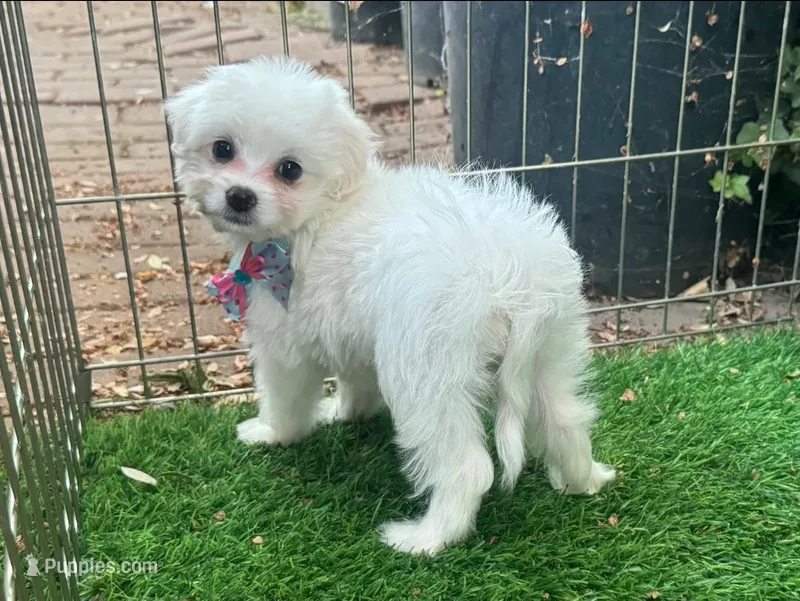 Beautiful Malti-Poo Puppy 🐶 – Maltipoo, Maltese puppy for sale in San Diego, CA