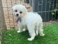 Beautiful Malti-Poo Puppy 🐶, a female Maltipoo and Maltese for sale in San Diego, CA – 1 of 2
