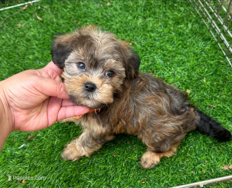 🤎 Brown Maltipoo 🤎 – Maltipoo, Shorkie puppy for sale in San Diego, CA