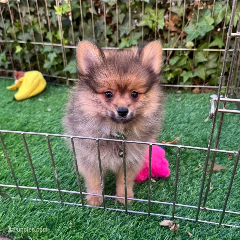BEAR, a male Pomeranian for sale in San Diego, CA – 1 of 1