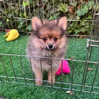 BEAR, a male Pomeranian for sale in San Diego, CA – 1 of 1