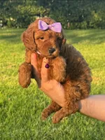RED Mini Toy Poodle  🐩 😍 💕 , a female Poodle - Toy  and Poodle - Miniature  for sale in San Diego, CA – 1 of 1