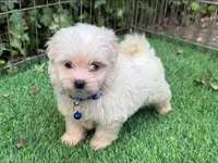 Male TCUP Maltipoo , a female Maltipoo and Poodle - Toy  for sale in San Diego, CA – 1 of 2
