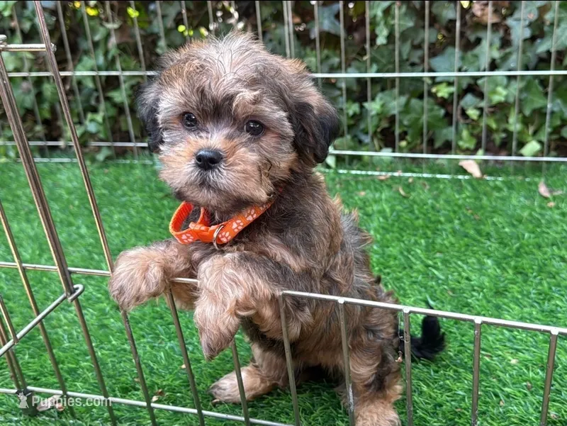 Adorable Maltipoo Puppy 🐾🐶 – Maltipoo, Shorkie puppy for sale in San Diego, CA