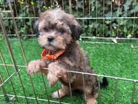 Adorable Maltipoo Puppy 🐾🐶, a male Maltipoo and Shorkie for sale in San Diego, CA – 1 of 2
