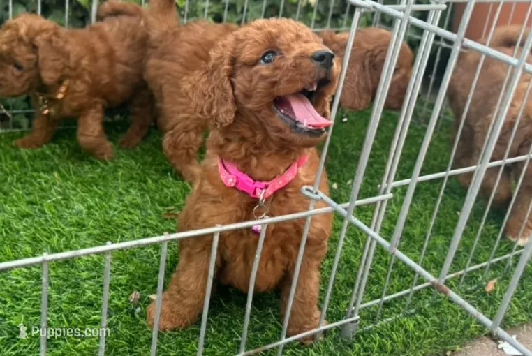Female Mini Goldendoodle – Poodle - Toy , Miniature Goldendoodle puppy for sale in San Diego, CA