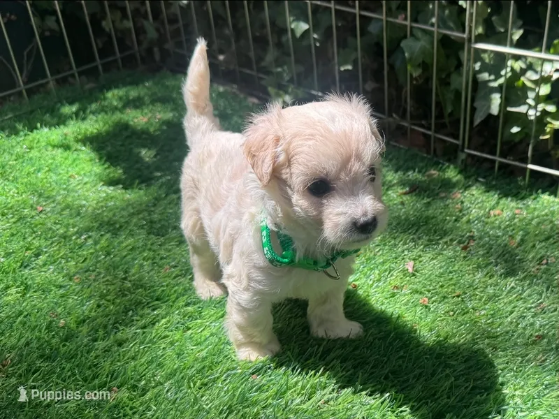 TEACUP SIZE Maltipoo  – Maltipoo, Maltese puppy for sale in San Diego, CA