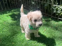 TEACUP SIZE Maltipoo , a male Maltipoo and Maltese for sale in San Diego, CA – 1 of 2