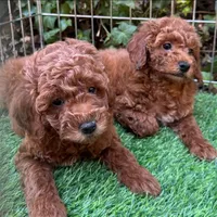 Mini Toy Poodle Female 🐩 😍 💕 , a female Poodle - Toy  and Poodle - Miniature  for sale in San Diego, CA – 3 of 3