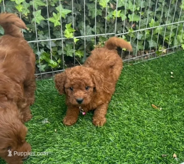 Male Goldendoodle  – Goldendoodle, Miniature Goldendoodle puppy for sale in San Diego, CA