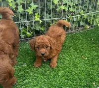 Male Goldendoodle , a female Goldendoodle and Miniature Goldendoodle for sale in San Diego, CA – 1 of 2