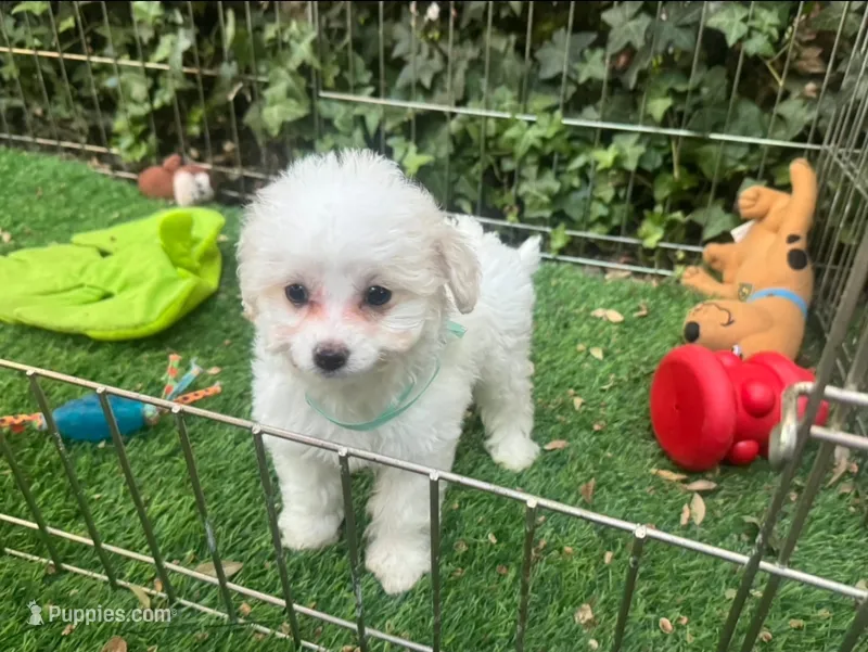 💓 Female Maltipoo 💓  – Maltipoo, Maltese puppy for sale in San Diego, CA