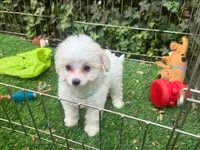 💓 Female Maltipoo 💓 , a female Maltipoo and Maltese for sale in San Diego, CA – 1 of 2