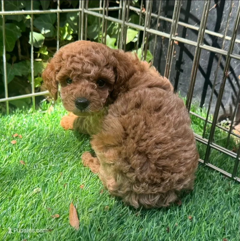 💙PUREBRED Poodle Puppy 🐶 💙 – Poodle - Toy  puppy for sale in San Diego, CA