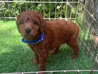 Purebred TOY Poodle, a male Poodle - Toy  for sale in San Diego, CA – 1 of 2