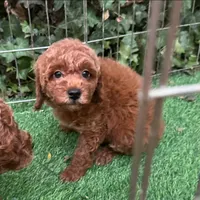 Mini Toy Poodle Female 🐩 😍 💕 , a female Poodle - Toy  and Poodle - Miniature  for sale in San Diego, CA – 1 of 3