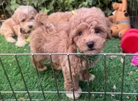 Healthy Maltipoo Pup 🐶 ♥️ , a male Maltipoo and Poodle - Toy  for sale in San Diego, CA – 1 of 3