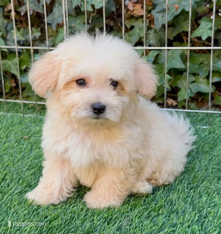 White Puppy – Maltipoo, Poodle - Toy  puppy for sale in San Diego, CA