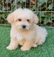 White Puppy, a male Maltipoo and Poodle - Toy  for sale in San Diego, CA – 1 of 2