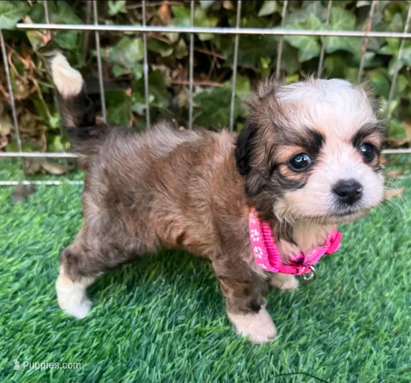🐾T Cup Female Male 😍🐾 – Maltipoo, Poodle - Toy  puppy for sale in San Diego, CA