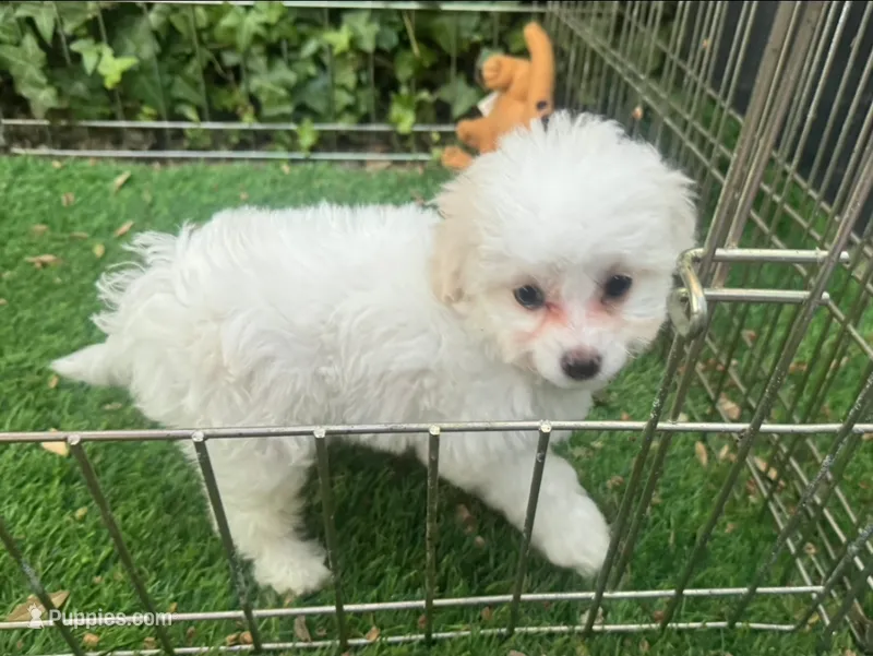 Adorable White Maltipoo 😍  – Maltipoo, Maltese puppy for sale in San Diego, CA