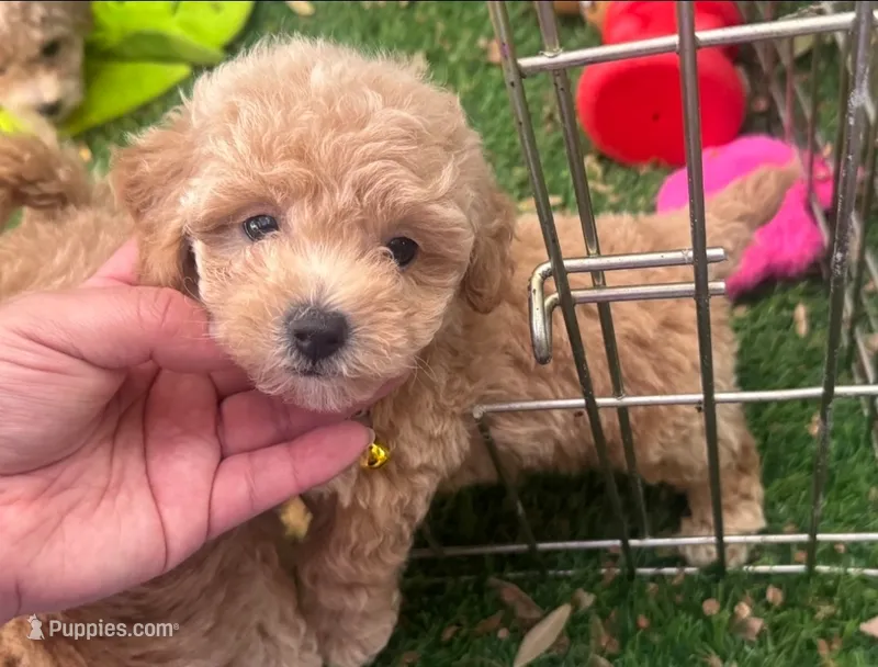 💖XS Apricot Female Malti-Poo💖 – Maltipoo, Poodle - Toy  puppy for sale in San Diego, CA