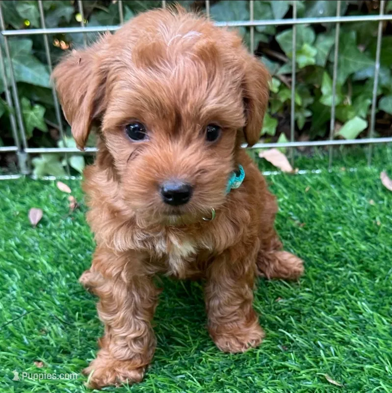 APRICOT Teacup Maltipoo  – Maltipoo, Poodle - Toy  puppy for sale in San Diego, CA