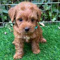 APRICOT Teacup Maltipoo , a male Maltipoo and Poodle - Toy  for sale in San Diego, CA – 1 of 1