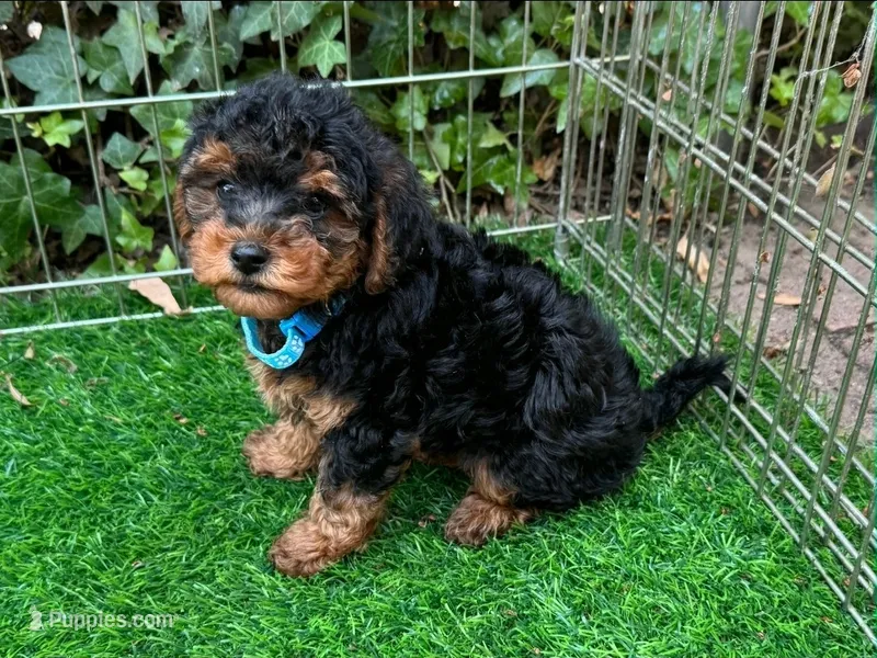 Fluffy Malti-Poodle 🐶 – Maltipoo, Shorkie puppy for sale in San Diego, CA