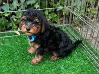 Fluffy Malti-Poodle 🐶, a male Maltipoo and Shorkie for sale in San Diego, CA – 1 of 2