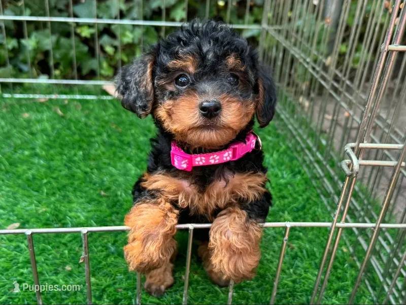 Malti-Poo Puppy 💖 – Maltipoo, Shorkie puppy for sale in San Diego, CA