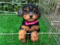 Malti-Poo Puppy 💖, a female Maltipoo and Shorkie for sale in San Diego, CA – 1 of 2
