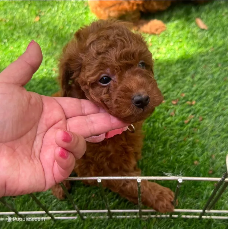 Xs Teddy Face Puppy – Poodle - Toy , Poodle - Miniature  puppy for sale in San Diego, CA